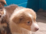 3 chiots Bergers Australiens LOF disponibles à la vente