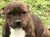 6 chiots femelles Staffies à acheter