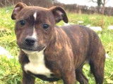 6 chiots femelles Staffies à acheter