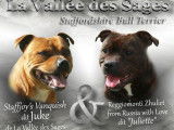 6 chiots femelles Staffies à acheter