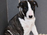 4 chiots Bull Terriers LOF disponibles à l'achat