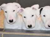 4 chiots Bull Terriers LOF disponibles à l'achat
