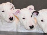 4 chiots Bull Terriers LOF disponibles à l'achat