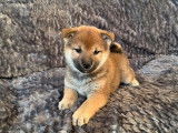 3 chiots femelles Shiba Inus LOF fauve charbonné à réserver