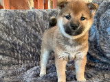 3 chiots femelles Shiba Inus LOF fauve charbonné à réserver