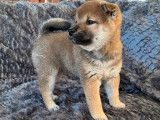 3 chiots femelles Shiba Inus LOF fauve charbonné à réserver