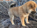 3 chiots femelles Shiba Inus LOF fauve charbonné à réserver