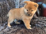 3 chiots femelles Shiba Inus LOF fauve charbonné à réserver