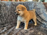 3 chiots femelles Shiba Inus LOF fauve charbonné à réserver