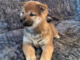 3 chiots femelles Shiba Inus LOF fauve charbonné à réserver