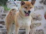 3 chiots femelles Shiba Inus LOF fauve charbonné à réserver