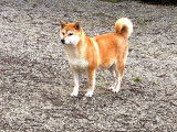 3 chiots femelles Shiba Inus LOF fauve charbonné à réserver
