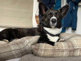 De race Welsh Corgi Cardigan disponible pour saillie