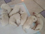 Chiots Samoyède à réserver