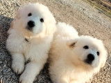 3 chiots Bergers Blancs Suisses LOF à réserver