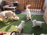 3 chiots Bergers Blancs Suisses LOF à réserver