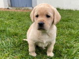 10 chiots Labradors LOF à réserver