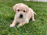 10 chiots Labradors LOF à réserver