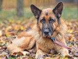 Chien Berger Allemand de 8 ans à donner