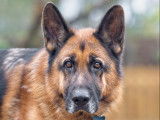 Chien Berger Allemand de 8 ans à donner