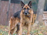 Chien Berger Allemand de 8 ans à donner