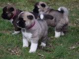Magnifiques chiots Akita Américain à vendre