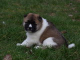Magnifiques chiots Akita Américain à vendre