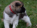 Magnifiques chiots Akita Américain à vendre