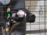 Chiots Pitbull croisés American Bully à vendre