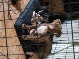 Chiots Pitbull croisés American Bully à vendre