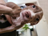 Chiots Pitbull croisés American Bully à vendre
