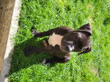Chiots Pitbull croisés American Bully à vendre