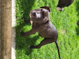 Chiots Pitbull croisés American Bully à vendre