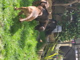 Chiots Pitbull croisés American Bully à vendre