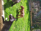Chiots Pitbull croisés American Bully à vendre