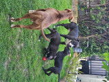 Chiots Pitbull croisés American Bully à vendre
