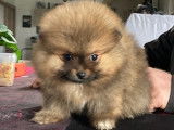 Chiots de type Spitz Allemand à vendre (2 femelles & 1 mâle)
