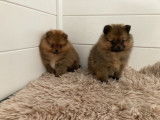 Chiots de type Spitz Allemand à vendre (2 femelles & 1 mâle)
