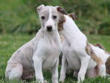 7 chiots Whippets LOF disponibles à la réservation