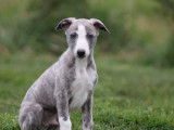 7 chiots Whippets LOF disponibles à la réservation