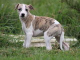 7 chiots Whippets LOF disponibles à la réservation