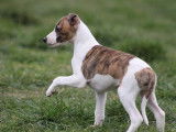 7 chiots Whippets LOF disponibles à la réservation