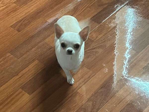 Chienne Chihuahua crème et blanc LOF d’un an à acheter