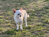 Chienne Chihuahua cr&egrave;me et blanc LOF d&rsquo;un an &agrave; acheter