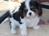 Un chiot m&acirc;le Cavalier King Charles &agrave; acheter (LOF)