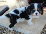 Un chiot m&acirc;le Cavalier King Charles &agrave; acheter (LOF)
