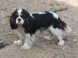 Un chiot m&acirc;le Cavalier King Charles &agrave; acheter (LOF)