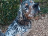 À vendre 5 chiots Setters Anglais tricolores LOF