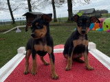 3 chiots Pinschers Nains femelles LOF, à réserver