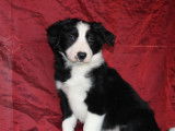 À vendre, 8 chiots Borders Collies LOF